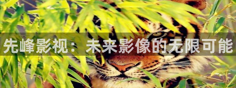 神马电影午夜伦理我不卡
